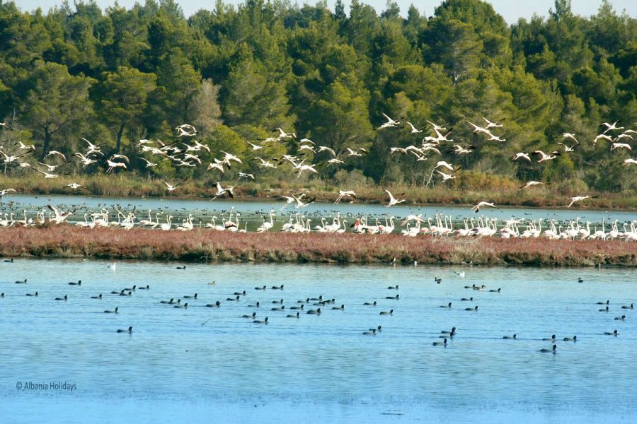 Karavasta Lagoon Tour