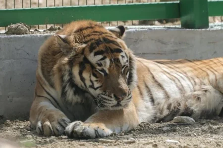 Tirana Zoo: Albania’s Premier Destination for Wildlife Conservation and Family Fun