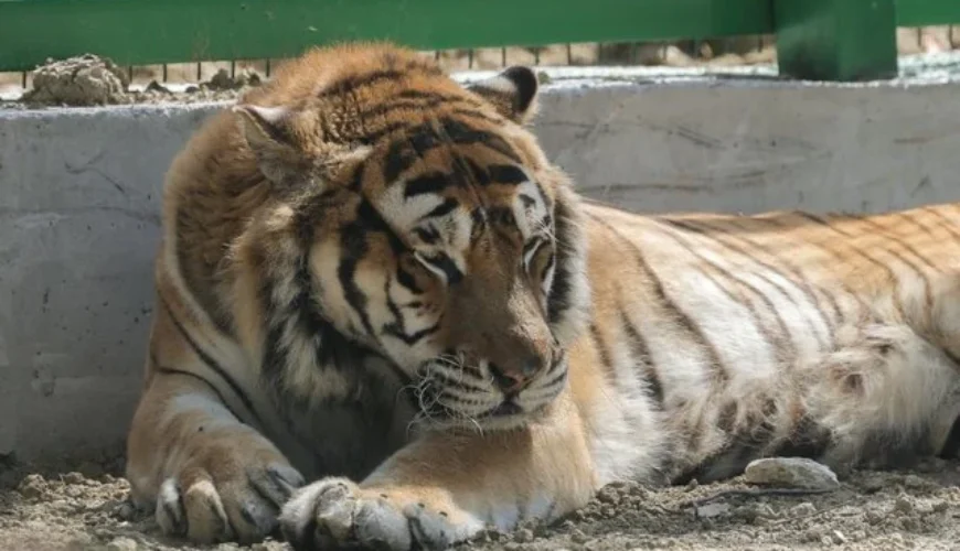 Tirana Zoo: Albania’s Premier Destination for Wildlife Conservation and Family Fun